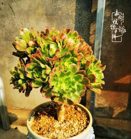 《法师凤凰阵容出装顺序攻略》（打造最强法师阵容，征战战场无往不胜！）
